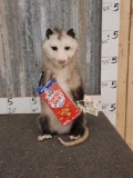 Opossum Eating Cracker Jacks Taxidermy
