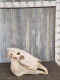 Domestic Horse Skull Taxidermy