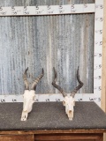African Blesbok & Impala Skulls Taxidermy