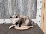 Opossum Full Body Taxidermy Mount