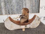 Baby Beaver In A Birch Bark Canoe Taxidermy