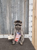 Raccoon Eating Cracker Jacks Taxidermy