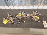 30 Bobcat Tails Taxidermy