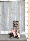 Raccoon Eating Skittles Taxidermy