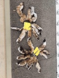 20 Bobcat Tails Taxidermy