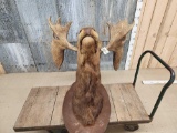 Antique Moose Shoulder Mount Taxidermy