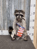 Raccoon Eating Cracker Jacks Taxidermy