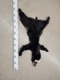 Black Bear Tanned Fur Taxidermy