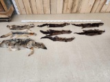 8 Soft Tanned Furs Taxidermy Variety Lot