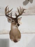 6x5 Whitetail Shoulder Mount Taxidermy