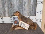 Drunken Squirrel Taxidermy