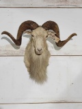 Texas Dall Ram Sheep Shoulder Mount Taxidermy