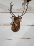 Sika Deer Shoulder Mount Taxidermy