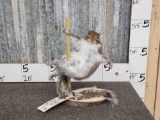 Squirrel On A Stripper Pole