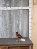 Ferruginous Pochard Duck Full Body Bird Taxidermy