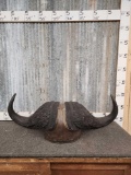 African Cape Buffalo Horns Taxidermy
