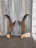 Set Of Big Pronghorn Antelope Horns