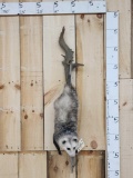 Opossum Hanging By Its Tail Full Body Taxidermy Mount