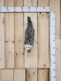 Opossum Hanging By Its Tail Taxidermy