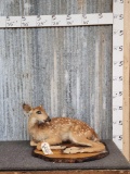 Whitetail Fawn Full Body Taxidermy Mount