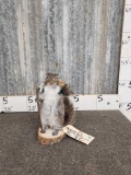 Backpacking Squirrel Taxidermy
