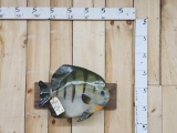 Reproduction Salt Water Angelfish Taxidermy
