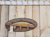 Trout Real Skin Fish Taxidermy