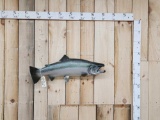 King Salmon Reproduction Fish Taxidermy