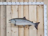 Chinook Salmon Real Skin Fish Taxidermy