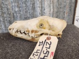 Coyote Skull With Glass Eyes Taxidermy