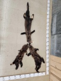 3 Soft Tanned Fisher Furs Taxidermy