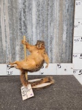 Squirrel On A Stripper Pole Taxidermy