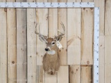 4x4 Whitetail Deer Shoulder Mount Taxidermy
