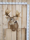 Whitetail Deer Reproduction Antlers Taxidermy