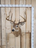 Whitetail Deer Shoulder Mount Taxidermy Reproduction Antlers