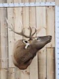 5x5 Elk Shoulder Mount Taxidermy