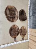 4 Soft Tanned Beaver Skins