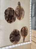 4 Soft Tanned Beaver Skins Taxidermy