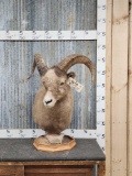 Juvenile Bighorn Sheep Table Top Pedestal Taxidermy