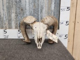 Ram Sheep Skull