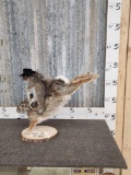 Rodeo Squirrel Riding A Bucking Rabbit Taxidermy