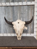 Trophy Size American Bison Buffalo Skull 30.5