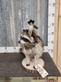 Rodeo Squirrel Riding A Raccoon Taxidermy