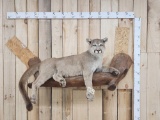 Nice Mountain Lion Cougar Full Body Taxidermy Mount