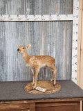 Vintage Whitetail Fawn Full Body Taxidermy