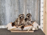 2 Raccoons In A Birch Bark Canoe Taxidermy