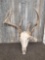 Freak Whitetail Antlers On Skull