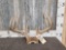 4x4 Whitetail Antlers On Skull Plate