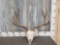Nice 4x5 Mule Deer Antlers On Skull