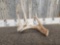 5 Point Whitetail Shed Antler